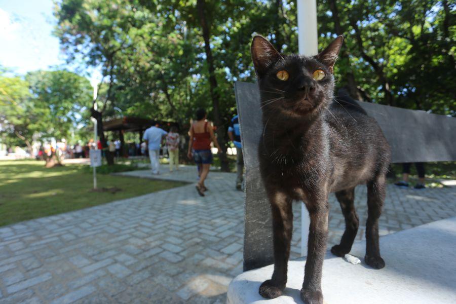 Mais conhecido como Praa das Flores, o Bosque Eudoro Correia foi reinaugurado na manh deste domingo, 15 | Fotos: Camila de Almeida/O POVO