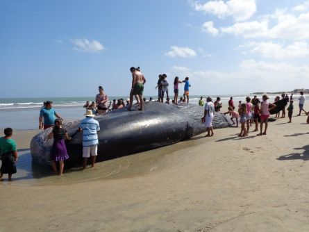 Baleia encalha e morre em praia de Barroquinha