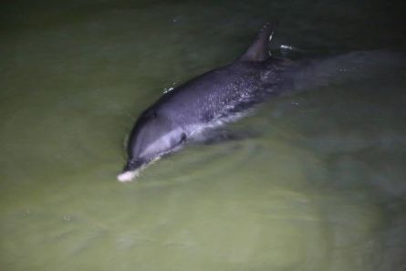 Morre golfinho que encalhou na praia dos Curims em Barroquinha