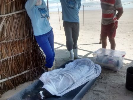 Filhote de peixe-boi  encontrado encalhado na praia de Icapu