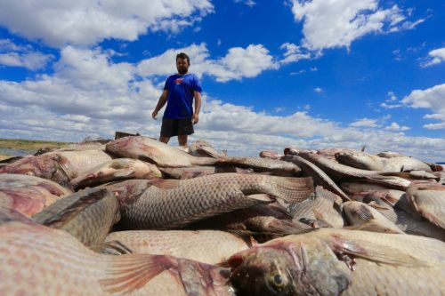 Criadores protestam contra mortes de peixes em Jaguaribara 