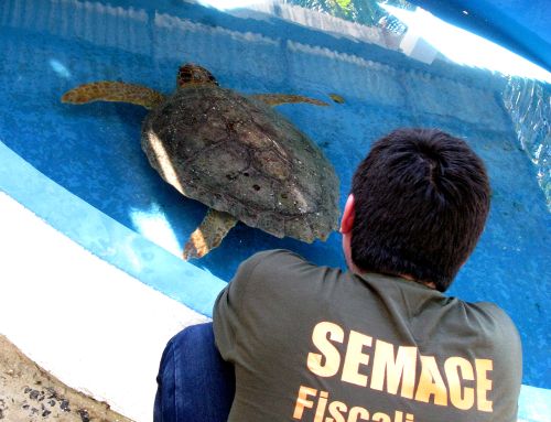 Duas tartarugas marinhas ameaadas de extino so resgatadas em Paracuru