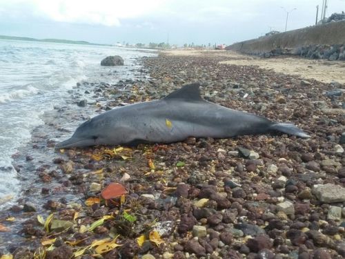 Golfinho  encontrado morto em praia de Camocim