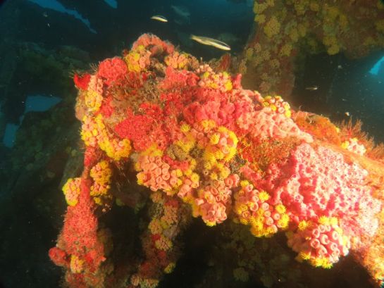 Espcie invasora de coral  percebida pela primeira vez no litoral cearense